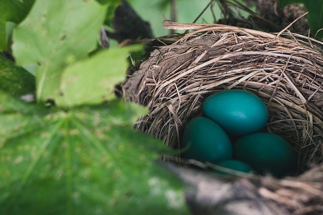 nest-843231_640.jpg