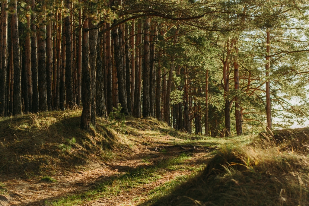 metsarada_unsplash.jpg